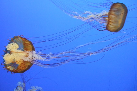 For example, the one with two jellyfish swimming in the pure blue water.