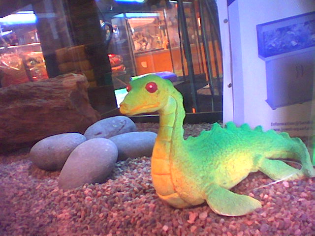 The dinosaur was for sale with a dinosaur tank fully equipped with stones pieces of wood, and gravel.