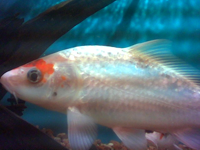 Your typical white fish with red markings.