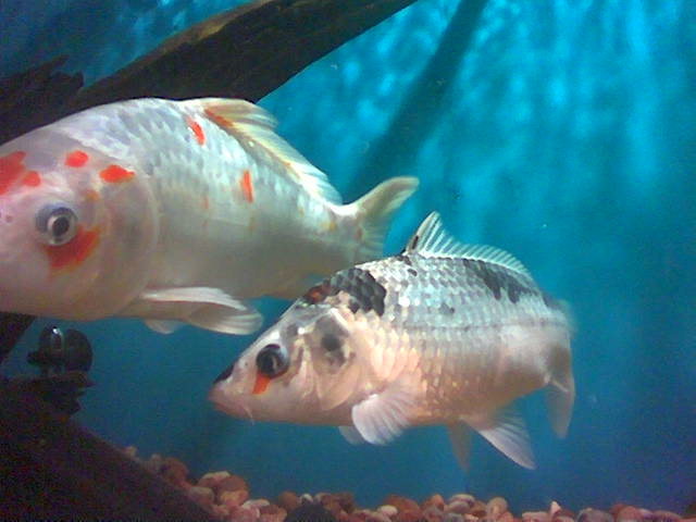 More typical white fish with red and black markings.